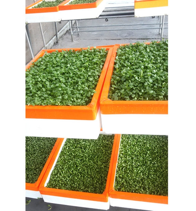 芽苗菜生產及培訓